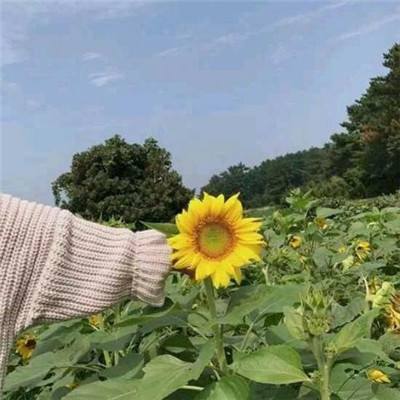 梦幻西游手游安智版下载